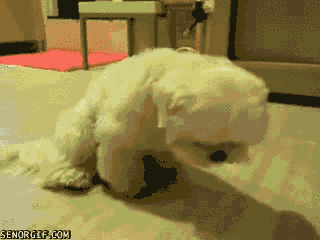 Dog Fall GIF by Cheezburger - Find & Share on GIPHY