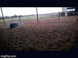 Animal Fail GIF - Find & Share on GIPHY