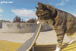 animals riding skateboards