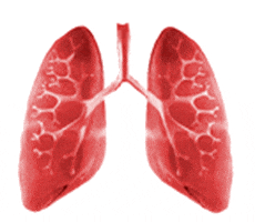 Image result for Lungs gif