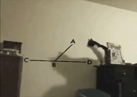 Cat jumping with math overlays