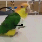 Source: Giphy. Description: a parrot walking and then hopping across a table with stick-figure arms drawn on to make it look like he's celebrating as he hops.