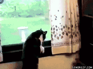 Cheezburger cat cute nature bear