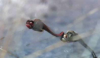 dragonflies animated GIF