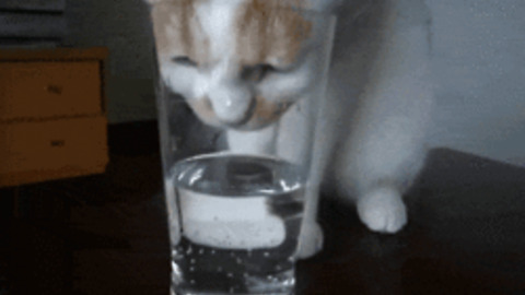 Cat Drinking Water Gifs Get The Best Gif On Giphy