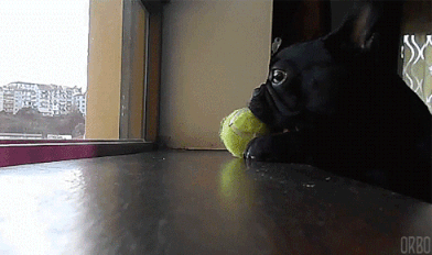 Determination GIFs - Find & Share on GIPHY Determination GIFs - Find & Share on GIPHY