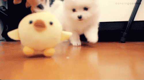 Dog Gif Gif - Find &Amp; Share On Giphy
