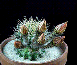 Echinopsis