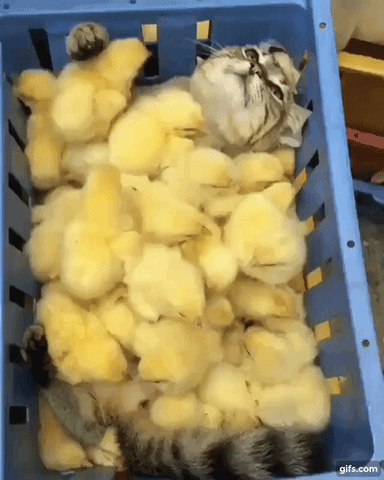Chicks GIF - Find & Share on GIPHY