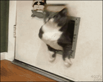 A Fat Cat in cat gifs