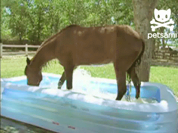 Horse Pool GIF