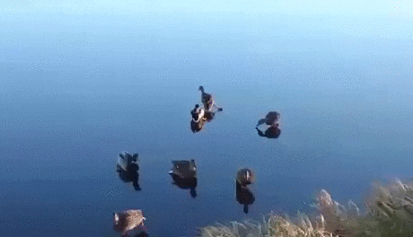 giphy.gif