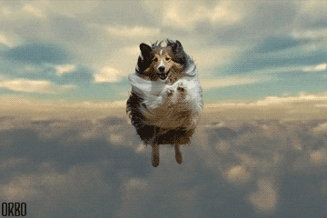 pes, ki leti