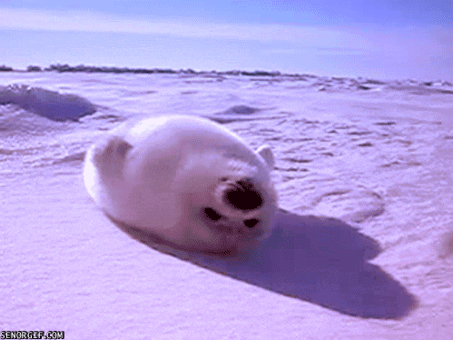 Cute Seal GIFs - Find & Share on GIPHY