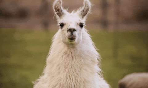 smiling llama gif