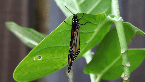 Mariposa monarca documental 