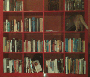 Cat Books GIF - Find & Share on GIPHY