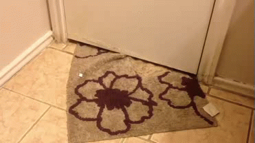 stealing rug via giphycat