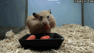 Carrot GIF by Cheezburger - Find & Share on GIPHY