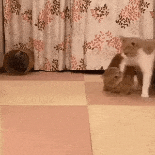 Just playing around in cat gifs