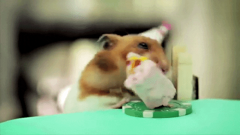 Résultat de recherche d'images pour "gif hamster anniversaire"