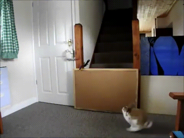 Vs Rabbit GIF Find & Share on GIPHY