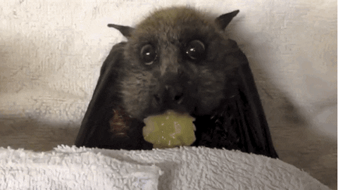 Image result for bats gif