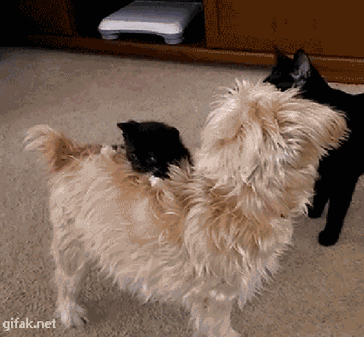 Hide and Seek Animals Gif