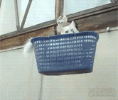 https://media.giphy.com/media/sFls3UlfzZyfK/giphy.gif