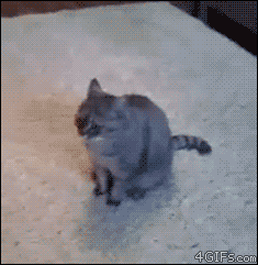 Cat Plays Dead GIF - Find & Share on GIPHY