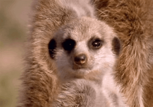 Meerkat GIF - Find & Share on GIPHY
