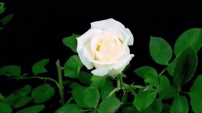 Flowers Blooming GIF - Find & Share on GIPHY