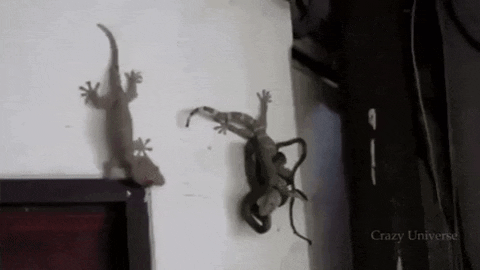 Saving your lover from snake in wtf gifs