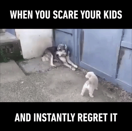 When you scare your kids in animals gifs