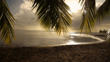 Beach GIF - Find & Share on GIPHY