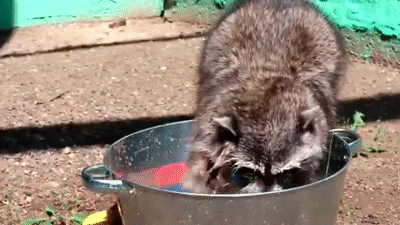 Raccoon GIF