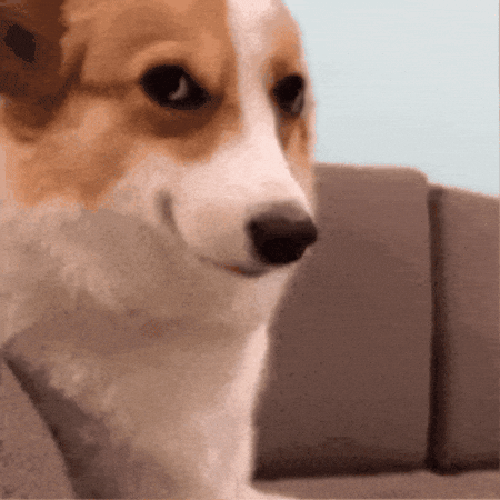 Corgi with skeptical side-eye — doubting jewelry as investment
