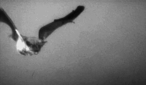 Image result for make gifs motion images of ding bats hollering