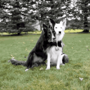 Dog Hug GIF - Find & Share on GIPHY