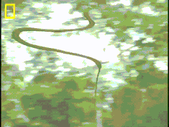 green screen snake gifs