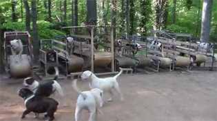 giphy.gif
