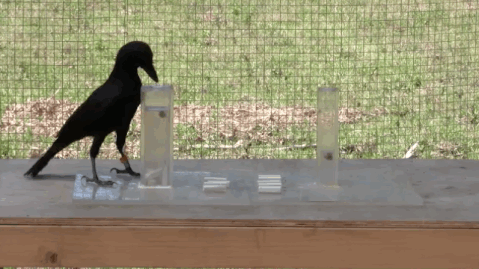 Crows GIF - Find & Share on GIPHY