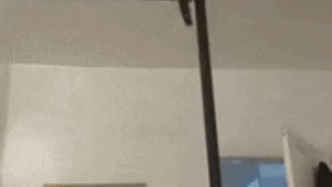 Catto walking on pipe gone wrong gif