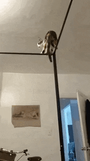 Catto walking on pipe gone wrong in cat gifs