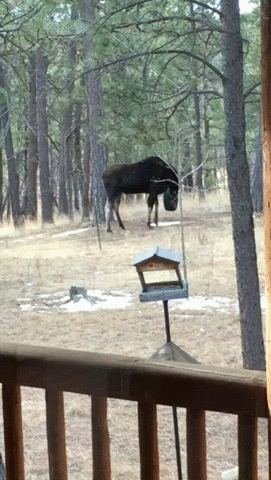 Moose Plays With A Hanging Tire