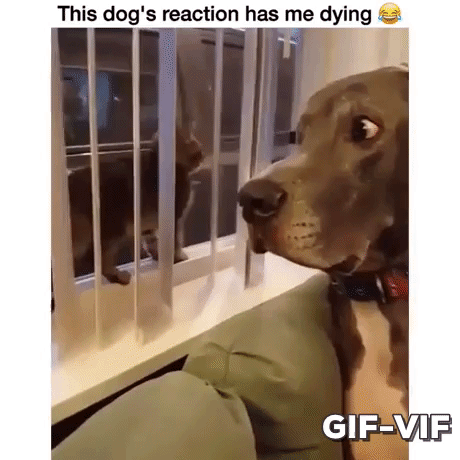 Look At Dog in animals gifs