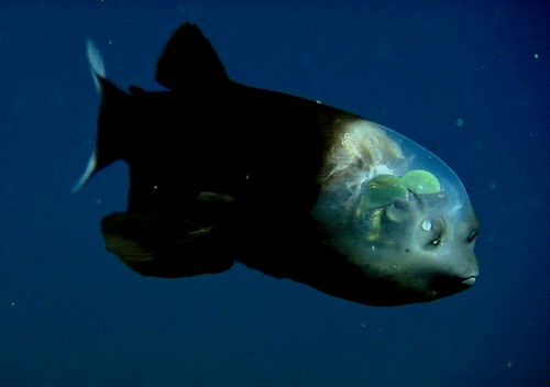 Barreleye GIFs - Find & Share on GIPHY