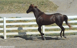 horse animated GIF 
