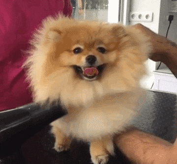 Fluffy dog being groomed