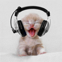music cat disco listening